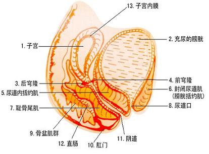 急性盆腔炎的症状和特点